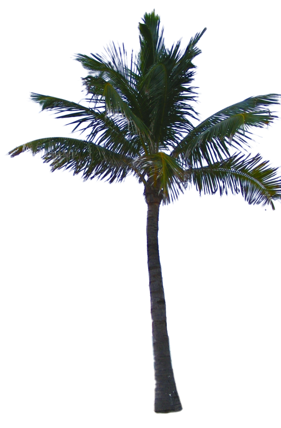 Palm Tree Png - Date Palm, Transparent background PNG HD thumbnail