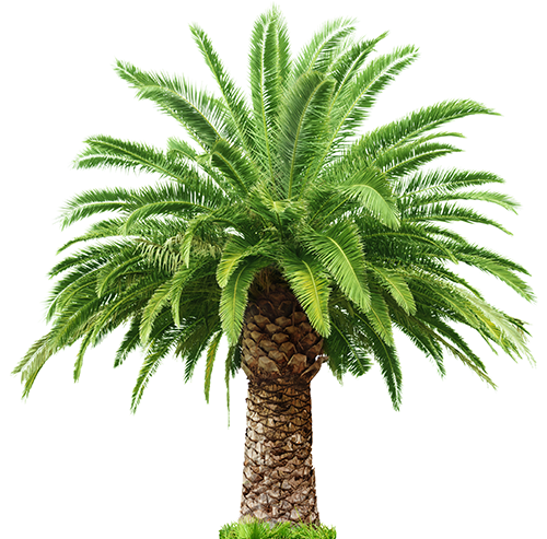 What Makes West Coast Trees Your One Stop Shop For All Of Your Palm Tree Needs? - Date Palm, Transparent background PNG HD thumbnail
