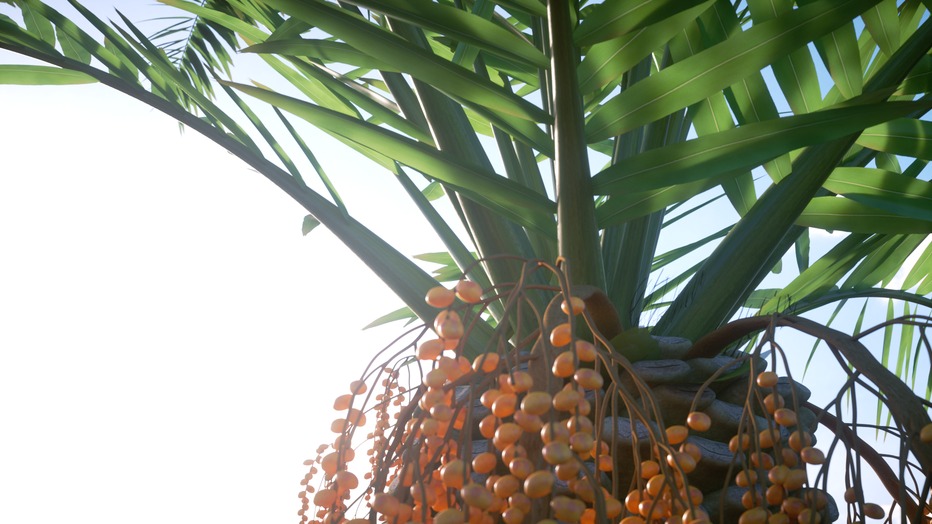 . Hdpng.com Rendering Of A Canary Island Date Palm Tree Taken From The Laubwerk Plants Kit 4 Hdpng.com  - Dates, Transparent background PNG HD thumbnail