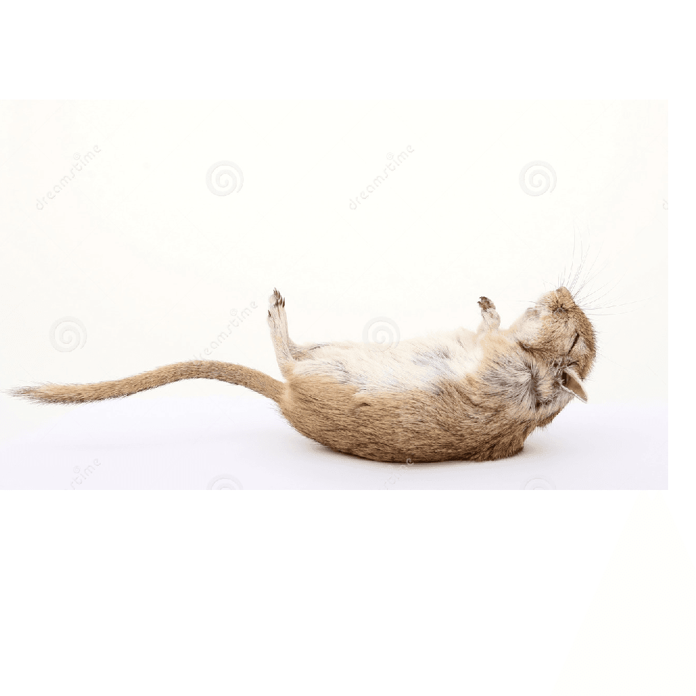 Dead Animals - Dead Animal, Transparent background PNG HD thumbnail