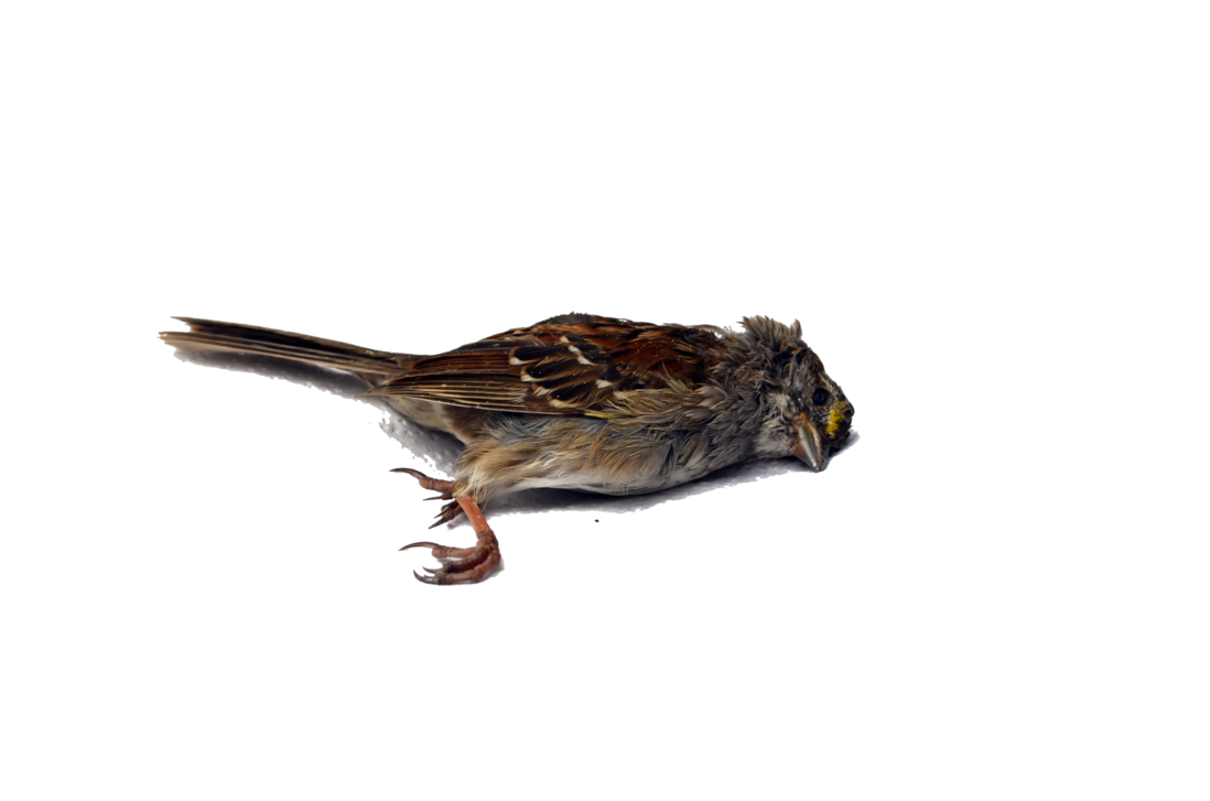 Dead Bird Png Stock Single 4589 By Annamae22 Hdpng.com  - Dead Animal, Transparent background PNG HD thumbnail