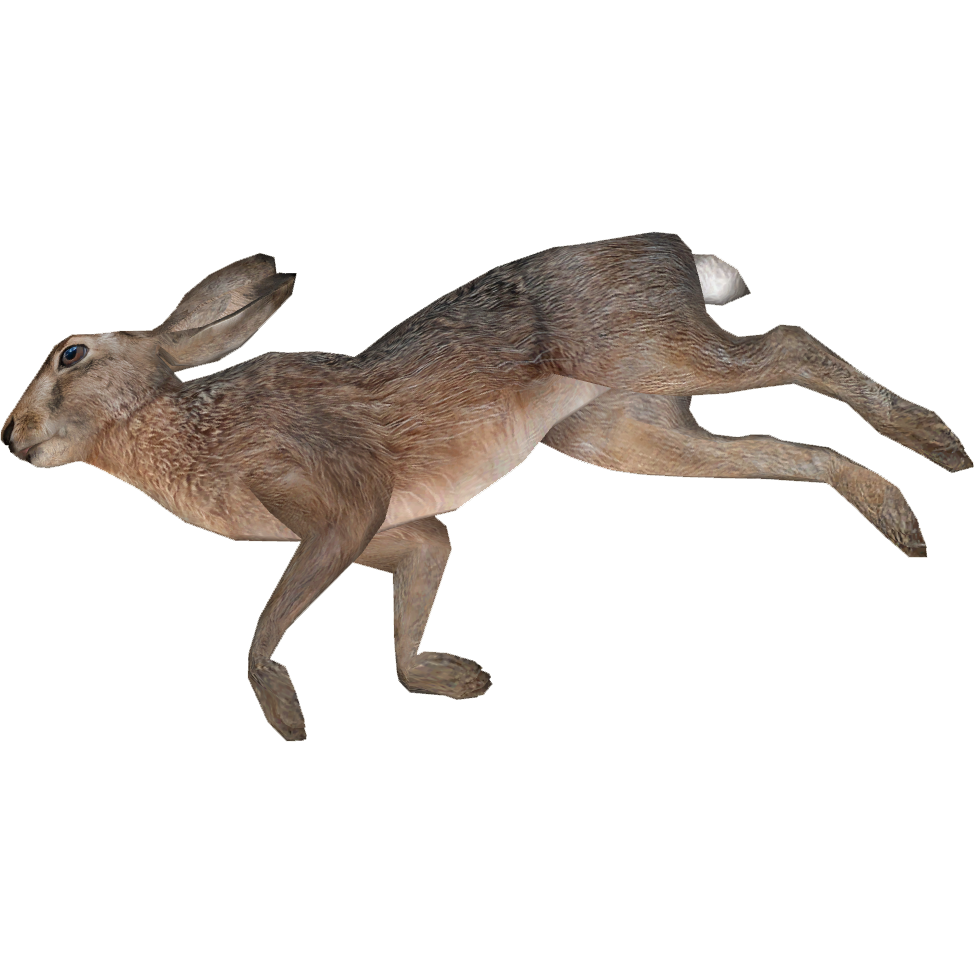 Dead European Hare (Tyranachu).png, Dead Animal PNG - Free PNG