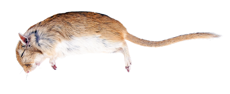 Best Rat Poison - Dead Rat, Transparent background PNG HD thumbnail