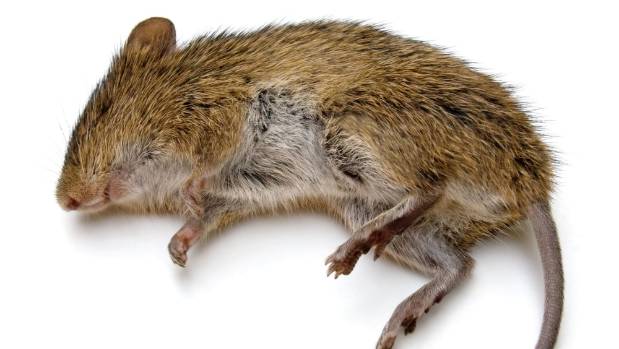 Dead Rat Png - David Hunter Was Giving Away Dead Rats On Facebook., Transparent background PNG HD thumbnail