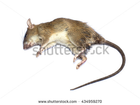 Dead Rat (Mouse), On White Background - Dead Rat, Transparent background PNG HD thumbnail