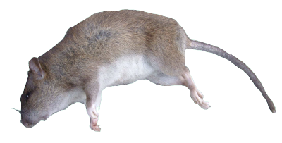 Dead Rat Png - Now, I Took A Worn And Ugly Bunk Bed I Made A While Ago, And Placed A Few Of Those Into The Room. I Also Added Some Cracks In The Floor, Hdpng.com , Transparent background PNG HD thumbnail