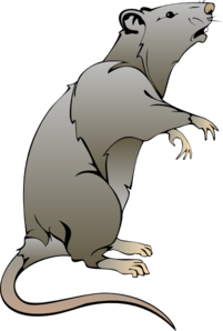 Png: Small · Medium · Large - Dead Rat, Transparent background PNG HD thumbnail
