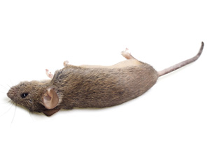 Dead rat (Mouse), on white ba