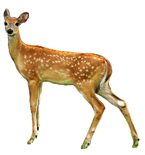 Deer - Dear, Transparent background PNG HD thumbnail