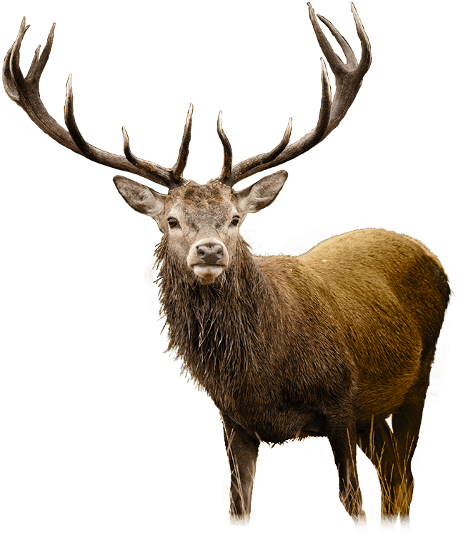 Deer Png   Cliparts.co - Dear, Transparent background PNG HD thumbnail