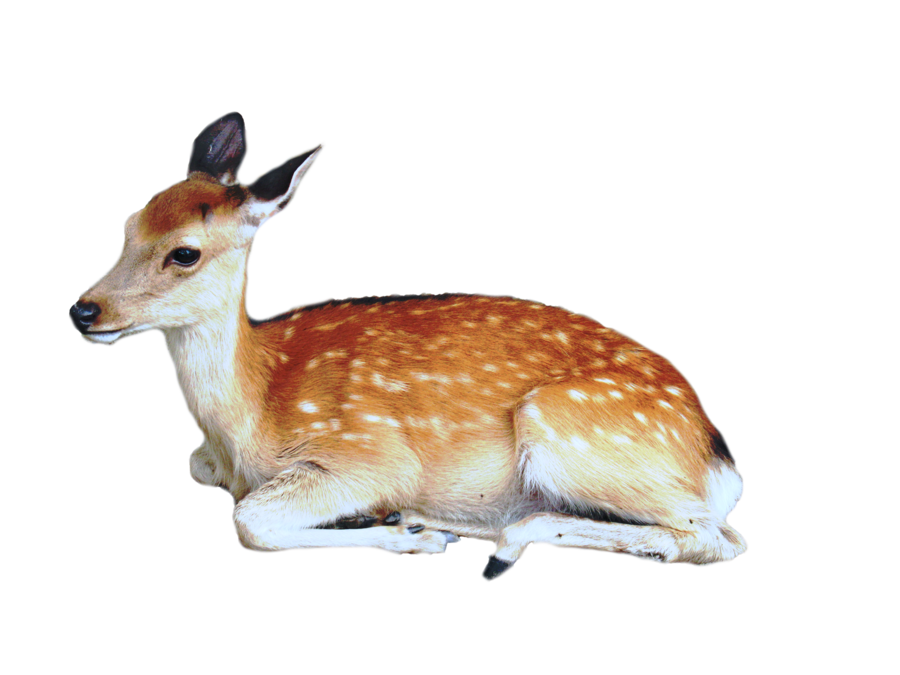 Deer Png Image - Dear, Transparent background PNG HD thumbnail