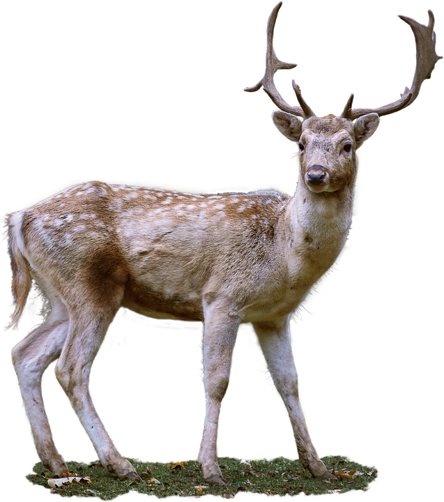 Roe Deer, Antler, Fallow Deer, Wild - Dear, Transparent background PNG HD thumbnail