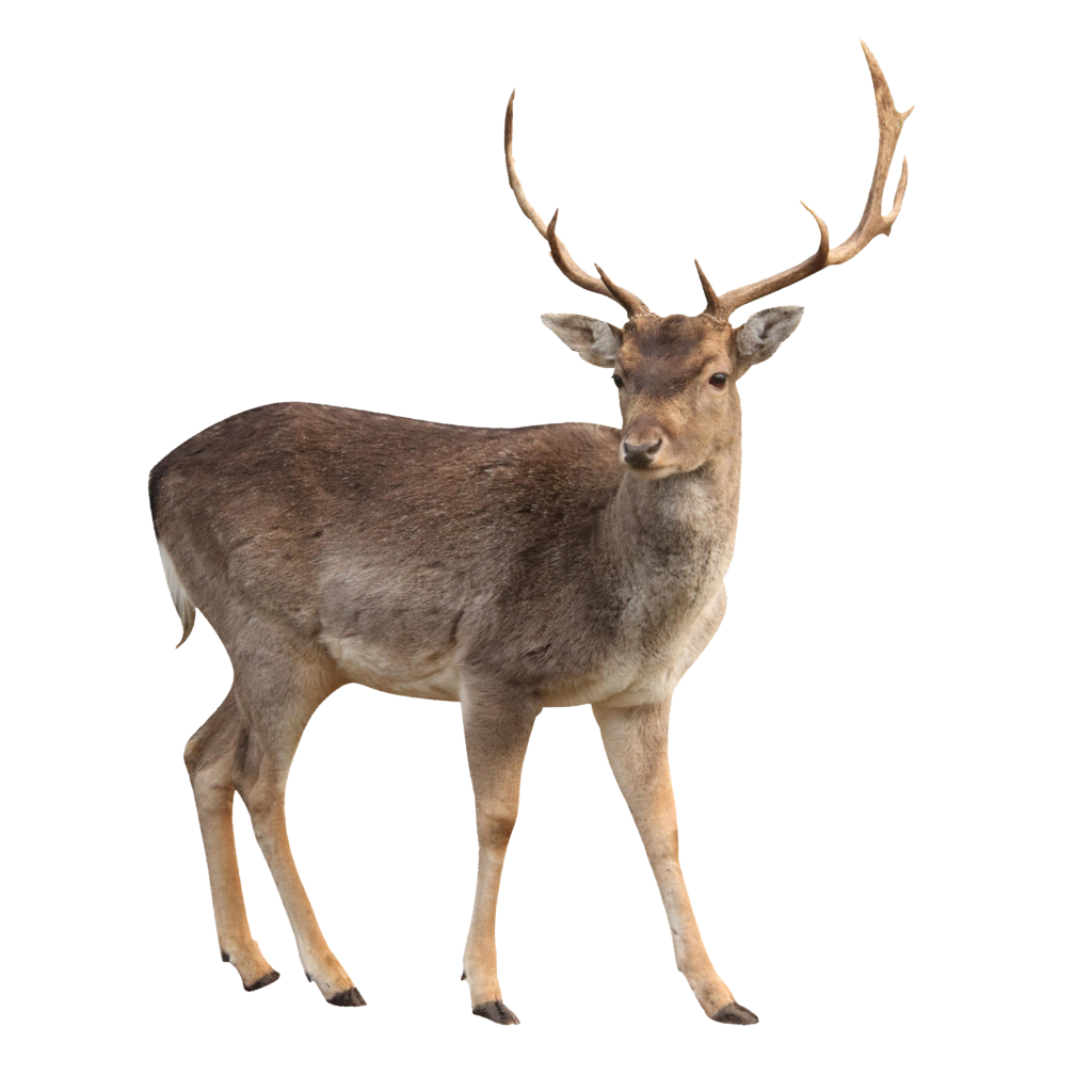 Deer With Transparent Backgro