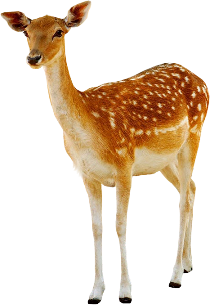 Deer PNG Transparent Image