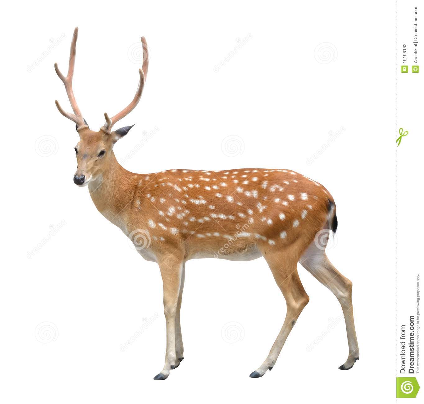 Deer - Deer, Transparent background PNG HD thumbnail