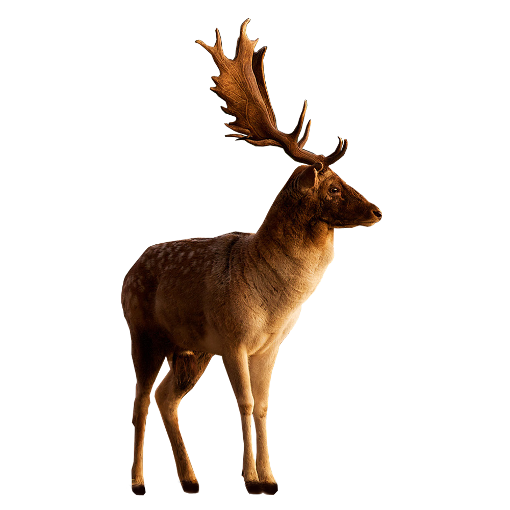 Deer Png Image - Deer, Transparent background PNG HD thumbnail