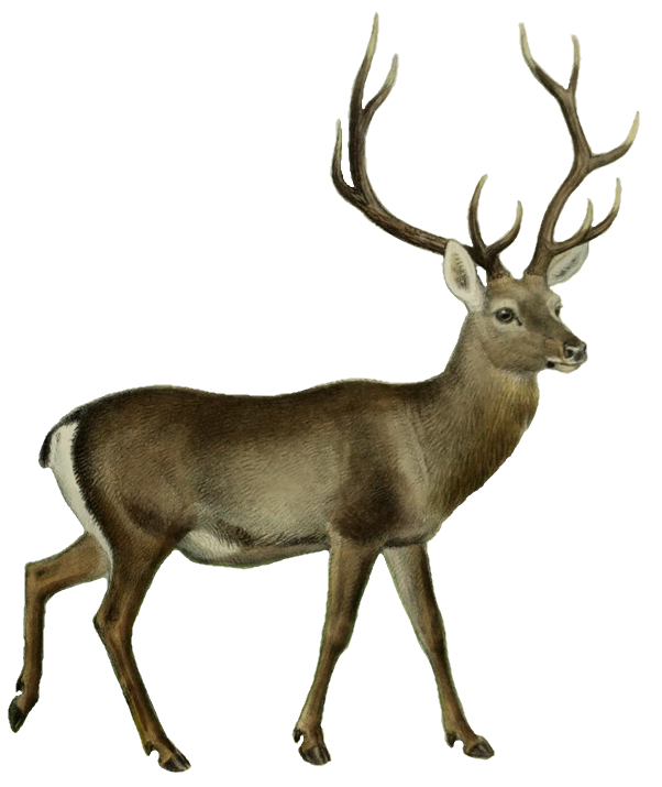 File:the Deer Of All Lands (1898) Hangul White Background.png - Deer, Transparent background PNG HD thumbnail