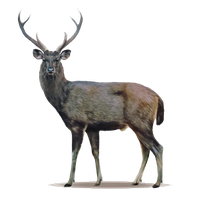 Deer High Quality Png Png Image - Deer, Transparent background PNG HD thumbnail