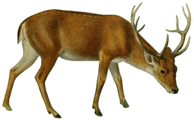 File:the Deer Of All Lands (1898) Swamp Deer White Background.png - Deer, Transparent background PNG HD thumbnail