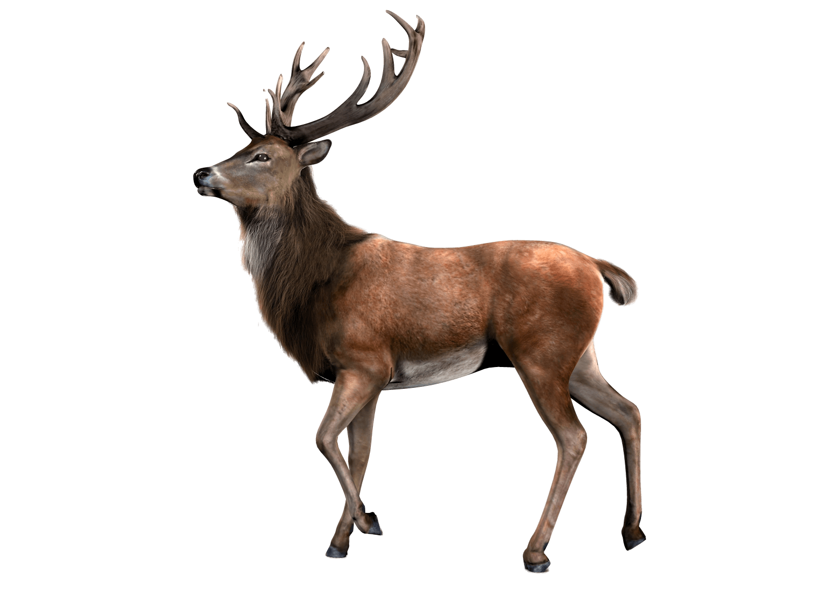 Single Deer - Deer, Transparent background PNG HD thumbnail