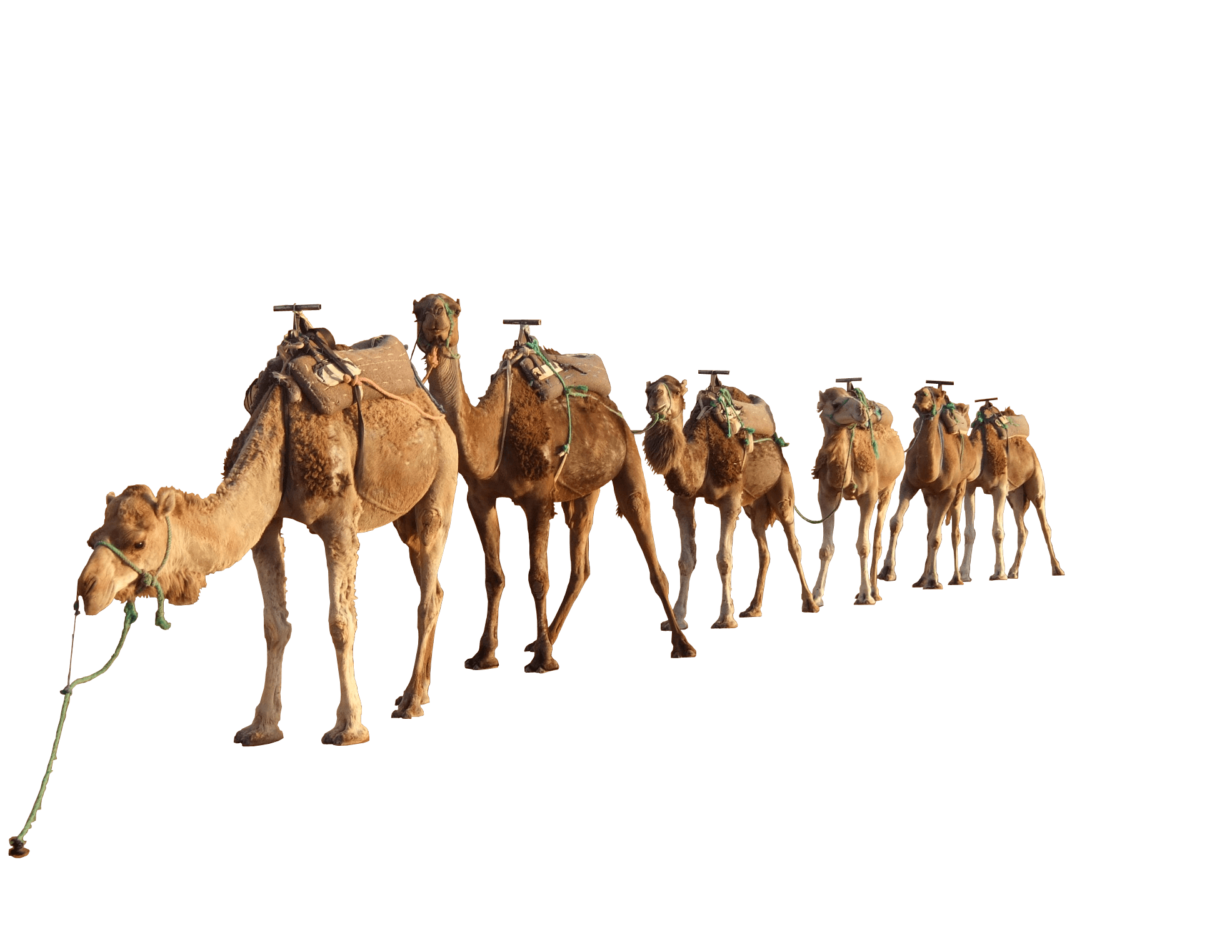 Camel Group - Desert Camel, Transparent background PNG HD thumbnail