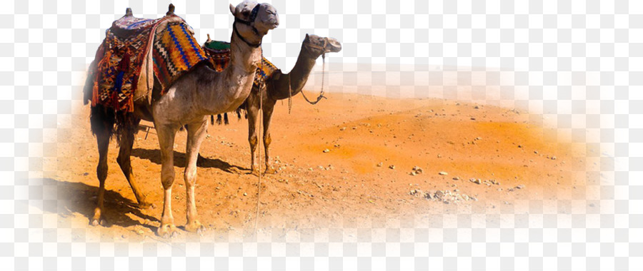 Camel Morocco Desert   Camel Png Clipart - Desert Camel, Transparent background PNG HD thumbnail