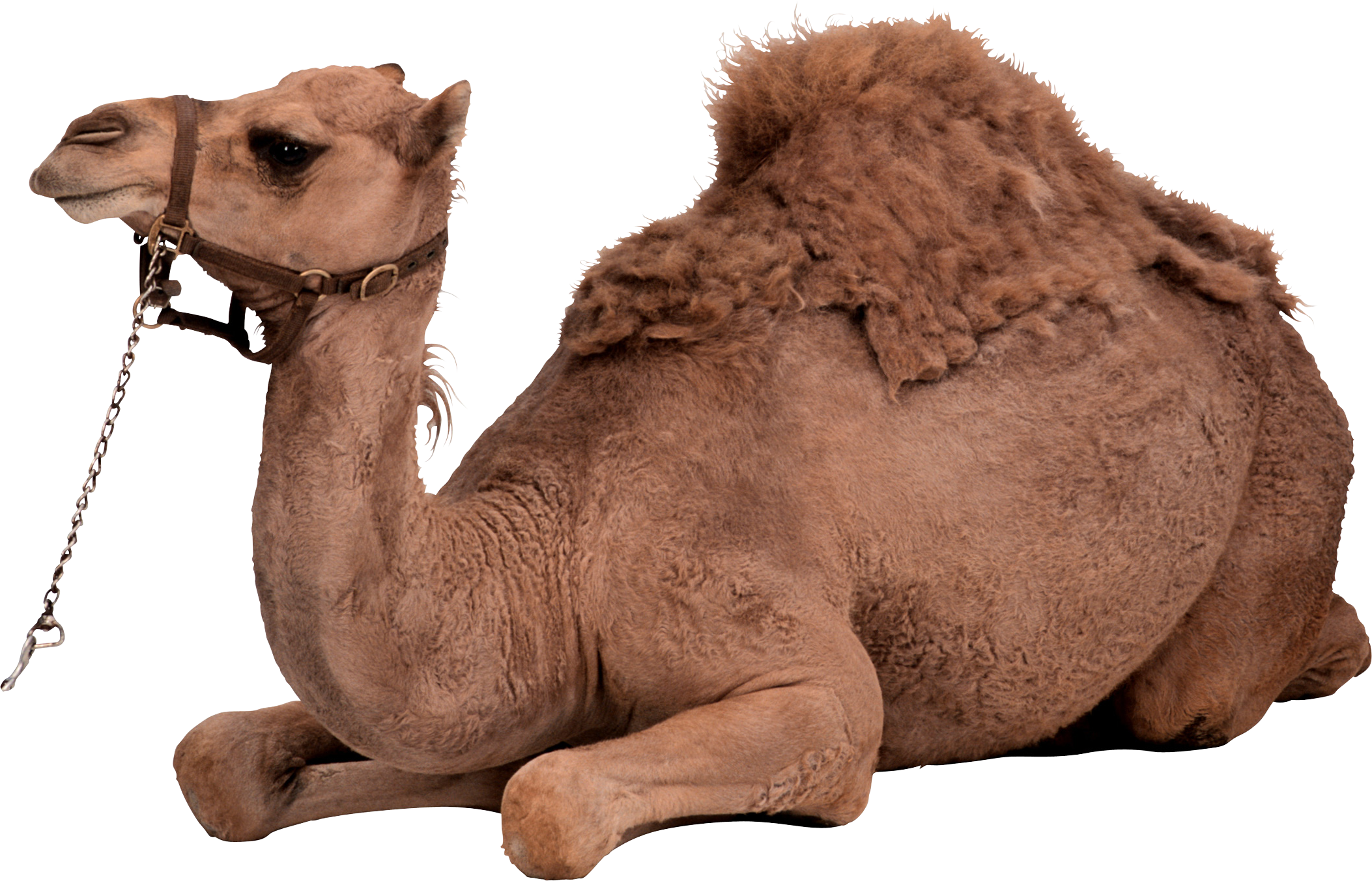 Desert Camel Png - Camel Png, Transparent background PNG HD thumbnail