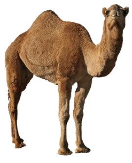 Camel Png - Desert Camel, Transparent background PNG HD thumbnail