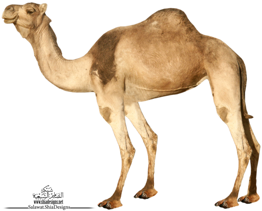 Camel Png 3 - Desert Camel, Transparent background PNG HD thumbnail