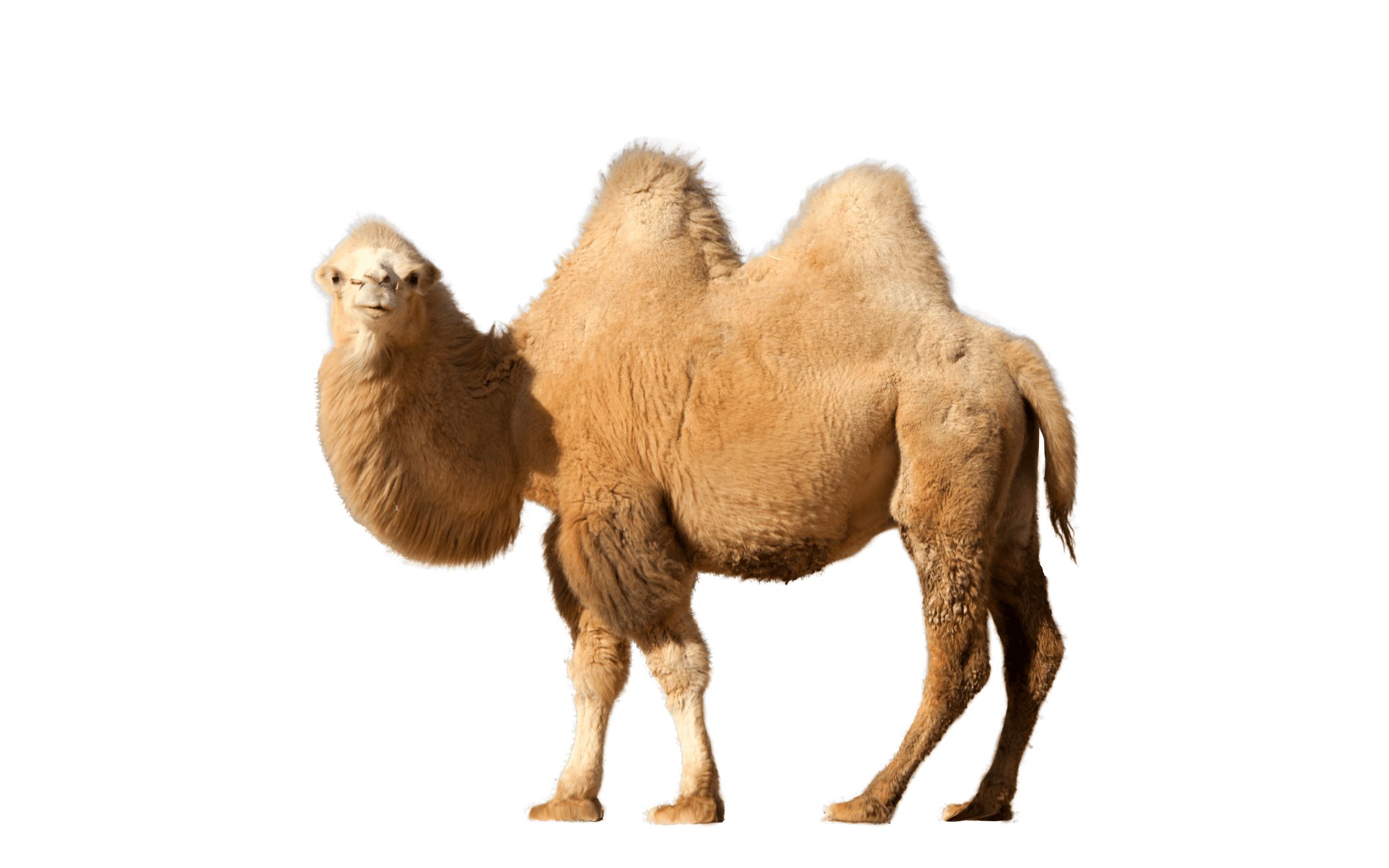 Camel Single - Desert Camel, Transparent background PNG HD thumbnail