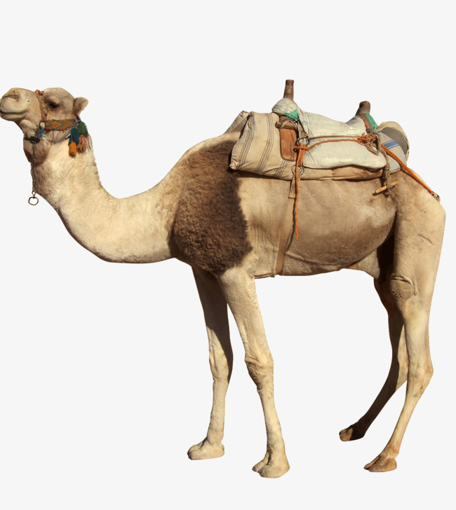 Desert Camel Png - Desert Camel, Animal, Biological, Camel Png Image And Clipart, Transparent background PNG HD thumbnail