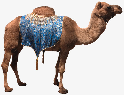 Desert Camel, Desert, Dromedary, Animal Png Image And Clipart - Desert Camel, Transparent background PNG HD thumbnail