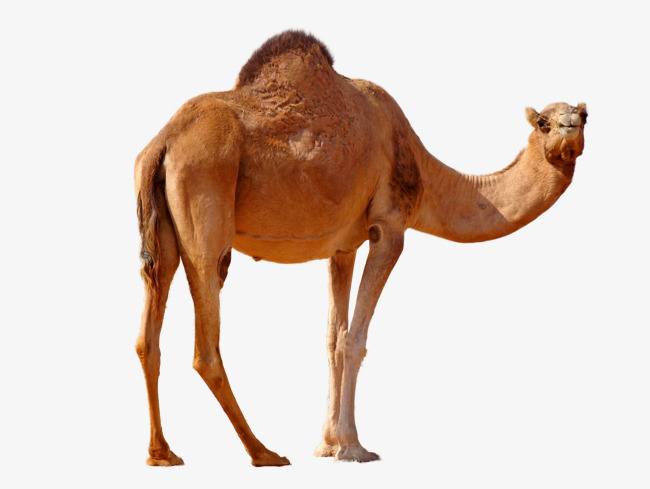 Desert Nemesis Camel, Camel, Leave The Material, Desert Camel Free Png Image - Desert Camel, Transparent background PNG HD thumbnail