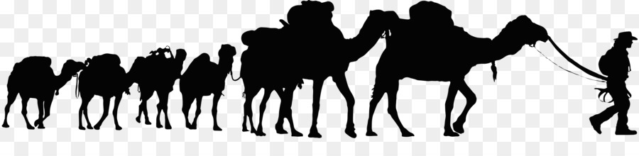 Dromedary Sahara Desert Tunisia Camel Train Clip Art   Camel - Desert Camel, Transparent background PNG HD thumbnail