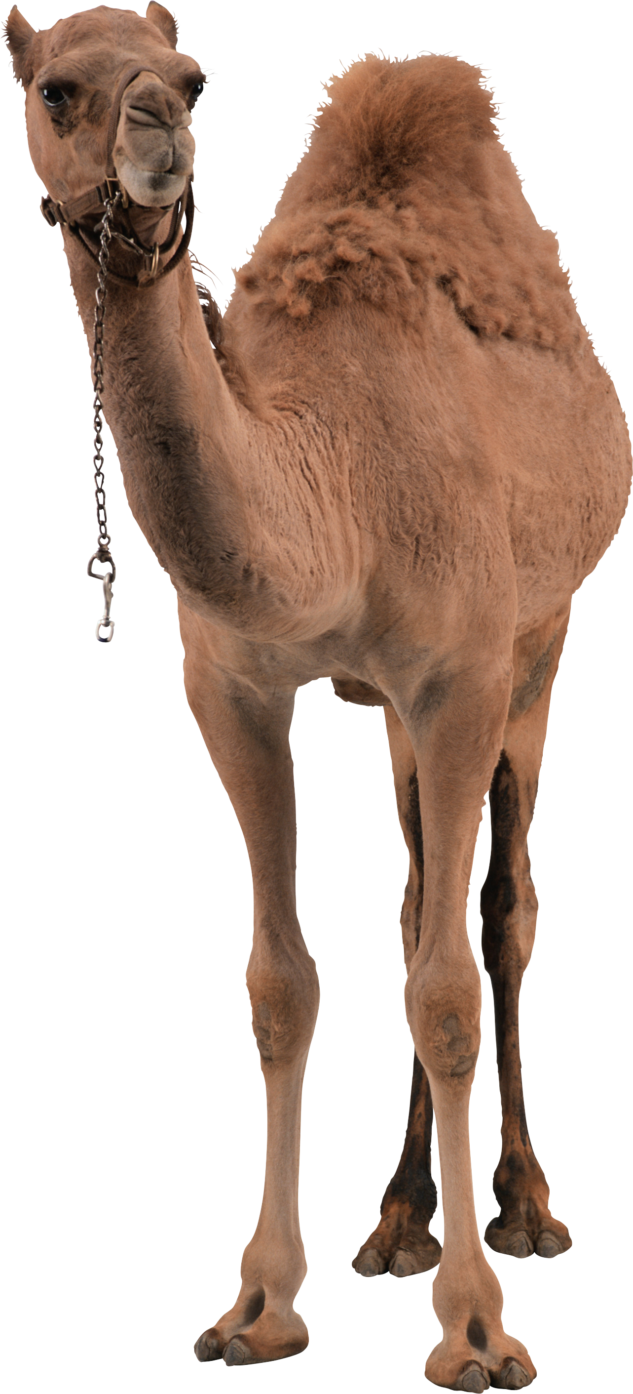 This High Quality Free Png Image Without Any Background Is About Camel, Desert, Desert - Desert Camel, Transparent background PNG HD thumbnail