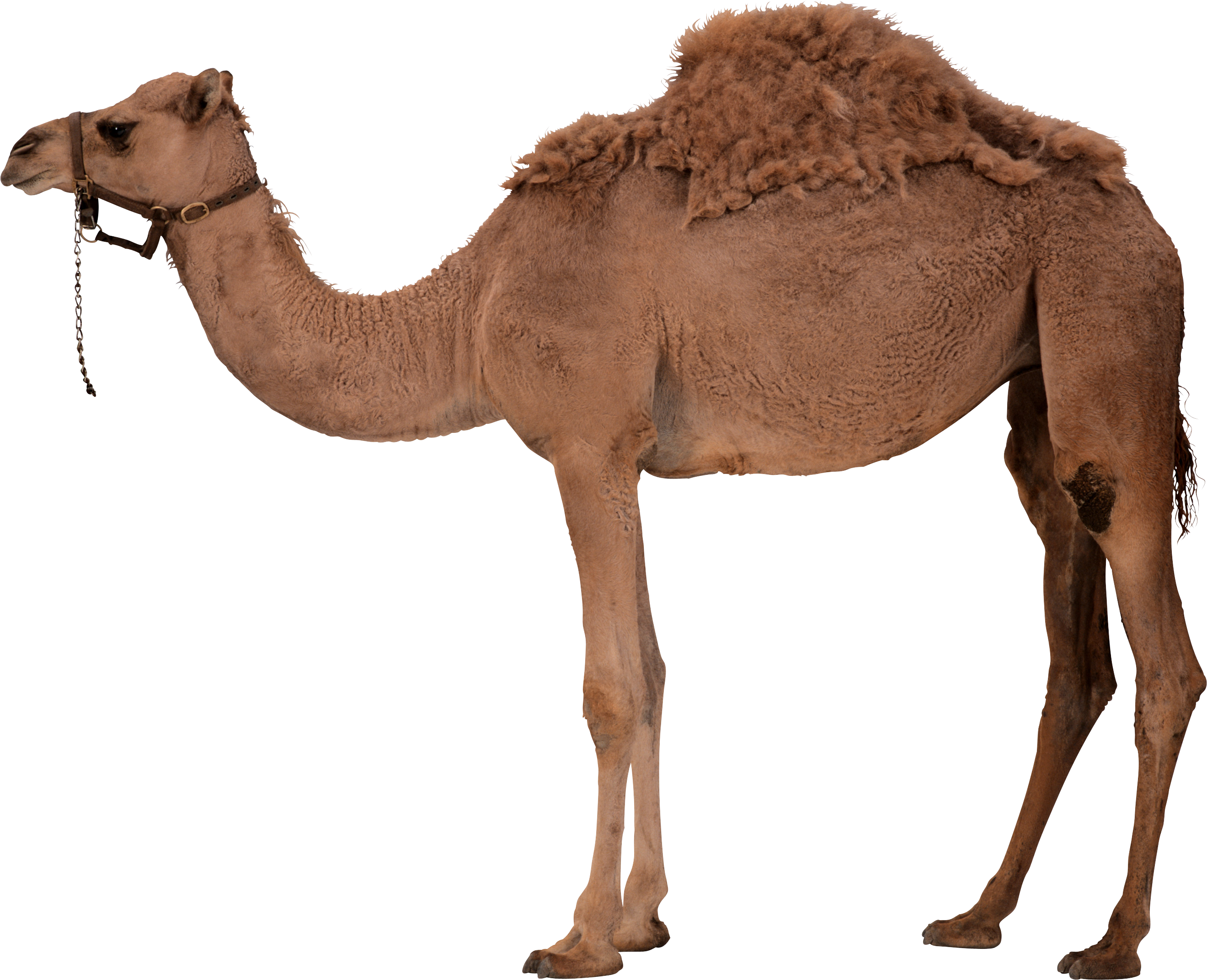 This High Quality Free Png Image Without Any Background Is About Camel, Desert, Desert - Desert Camel, Transparent background PNG HD thumbnail