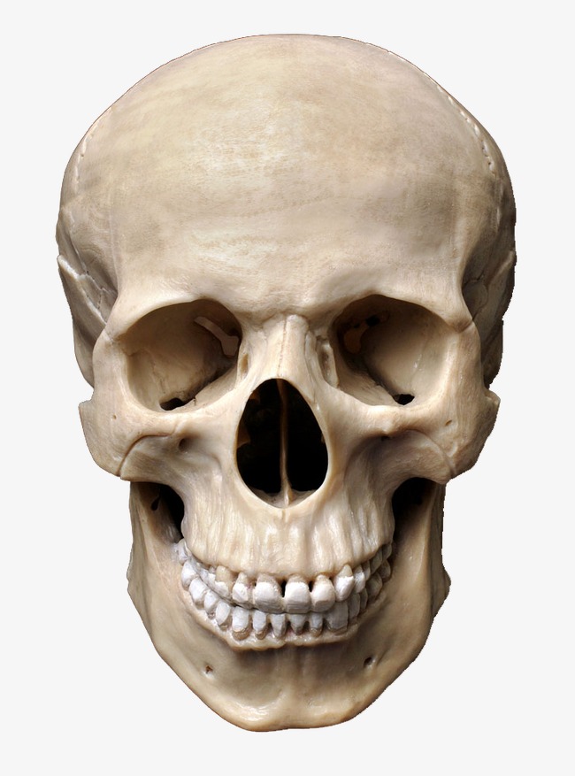 Skull, Skull, Creative, Hd Png Image - Devil Head, Transparent background PNG HD thumbnail