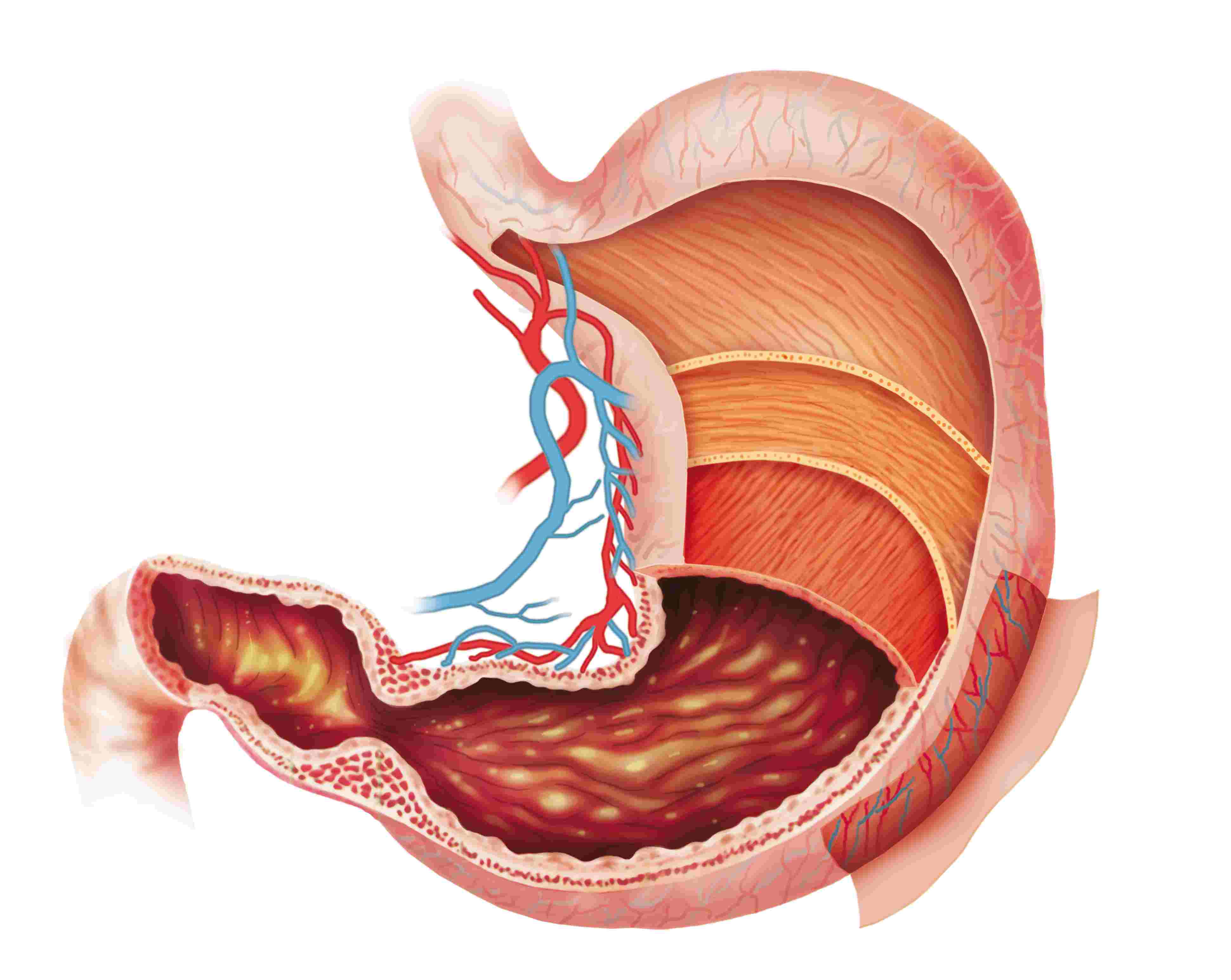 Digestive System Png Hd Hdpng.com 3881 - Digestive System, Transparent background PNG HD thumbnail