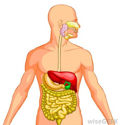 Digestive System Png Hd Hdpng.com 398 - Digestive System, Transparent background PNG HD thumbnail