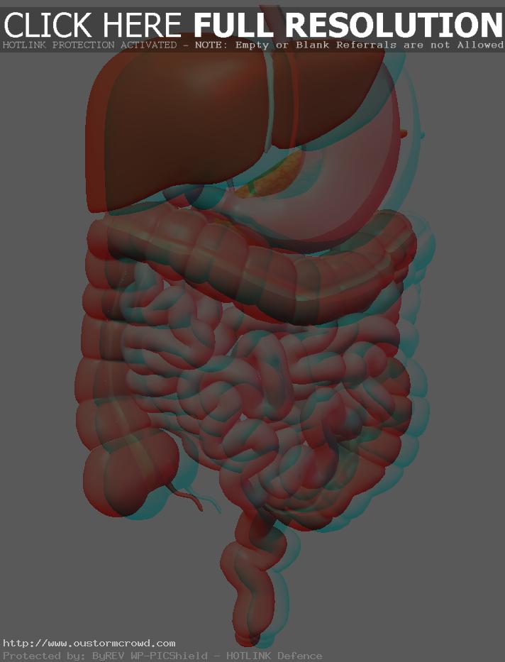 3D Human Body Digestive System - Digestive System, Transparent background PNG HD thumbnail