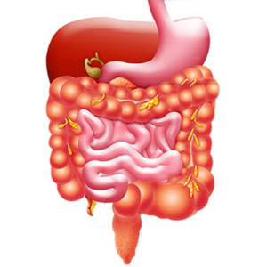 Digestive System - Digestive System, Transparent background PNG HD thumbnail