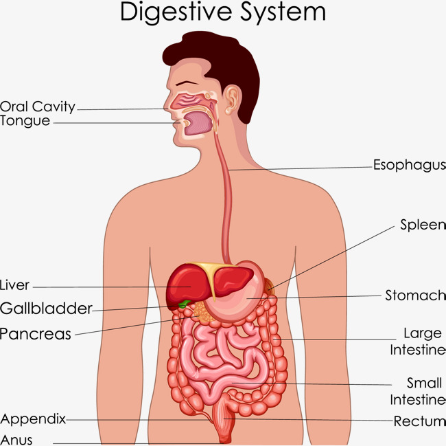 Digestive System Anatomy Vector Material, Medical Care, Hygiene, Medical Science Png And Vector - Digestive System, Transparent background PNG HD thumbnail