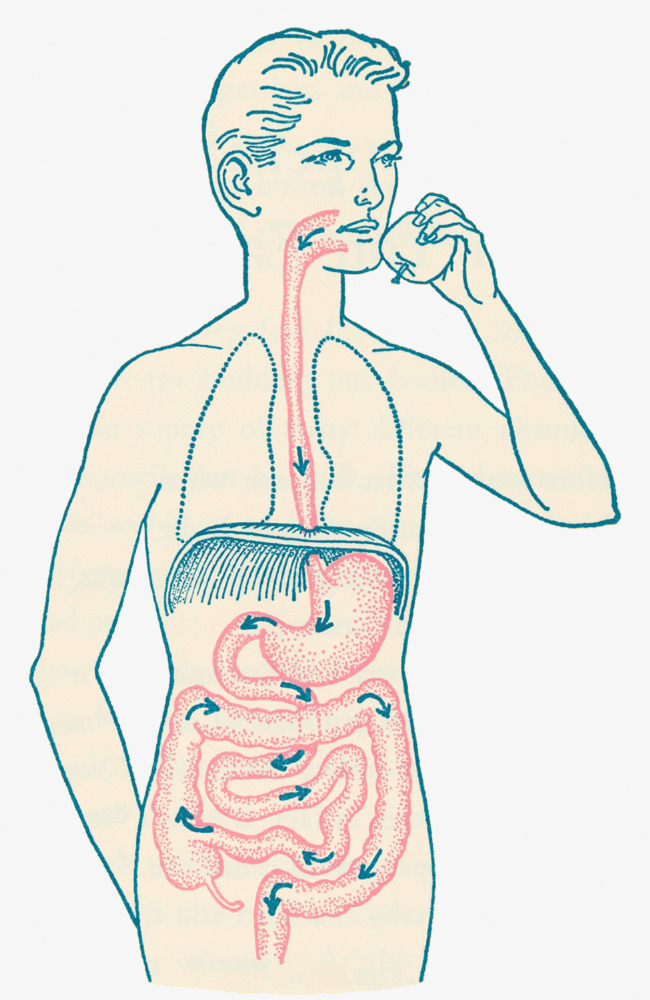 Digestive System Illustration, Gastrointestinal, Medical Illustrations, Digestive System Png And Psd - Digestive System, Transparent background PNG HD thumbnail