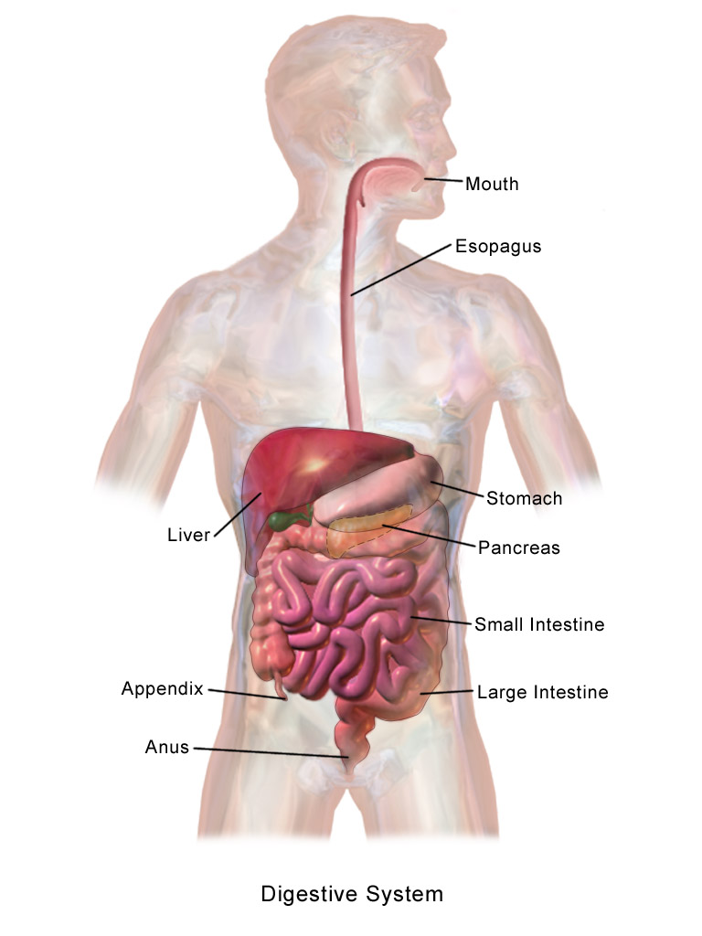 Digestive system illustration