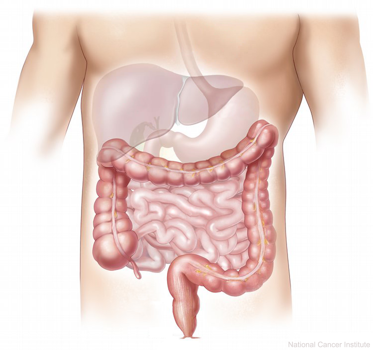 File:digestive Appareil (Dumb Version).png - Digestive System, Transparent background PNG HD thumbnail