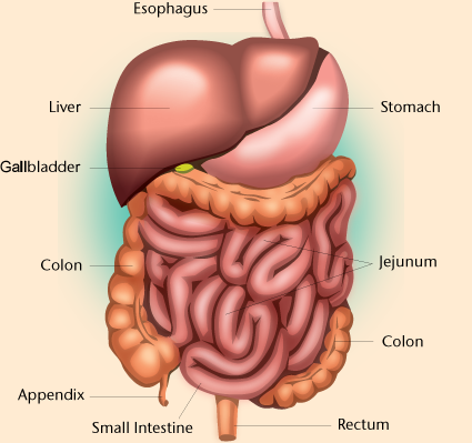 File:digestive Organs,jpg (1).png - Digestive System, Transparent background PNG HD thumbnail