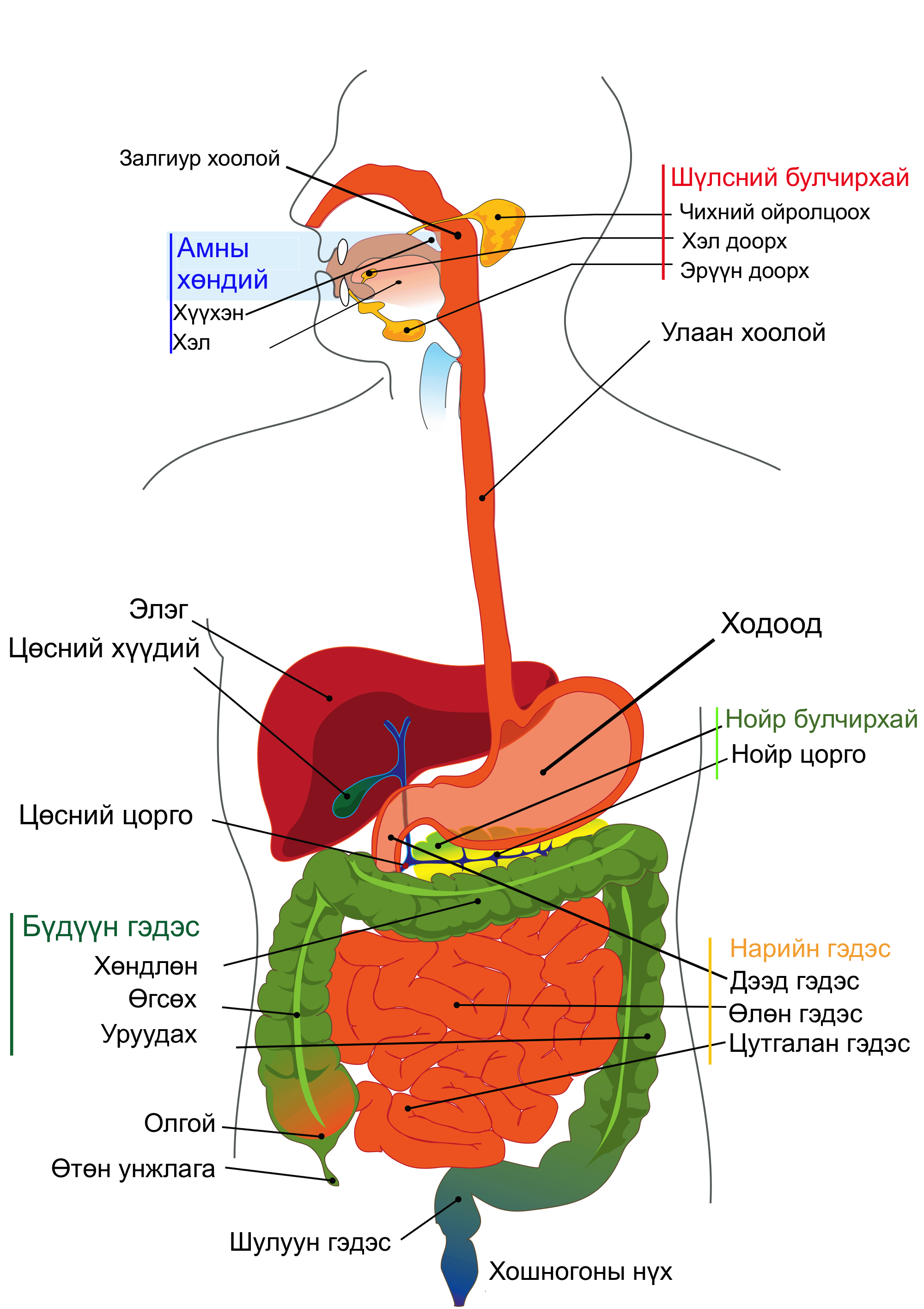 File:digestive System Diagram Mn.png - Digestive System, Transparent background PNG HD thumbnail