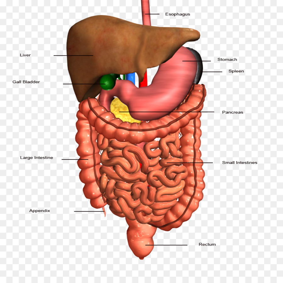 File:Adult Digestive System.p