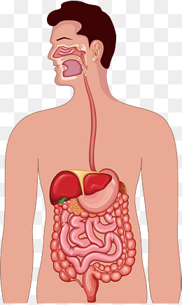 3D human body digestive syste
