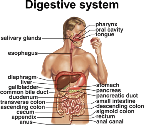 Human Digestive System - Digestive System, Transparent background PNG HD thumbnail